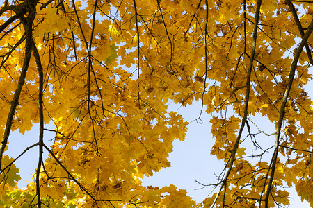 秋季的金黄色叶子图片