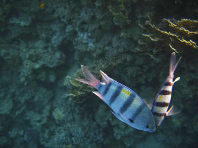 热带异国鱼类在红海底珊瑚礁上漂浮的雌细菌脸海洋极端图片