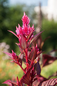 多叶的叫生态亚马兰特有抗癌植物它被称为21世纪的奇迹植物图片