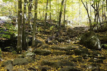 秋季的森林风光图片