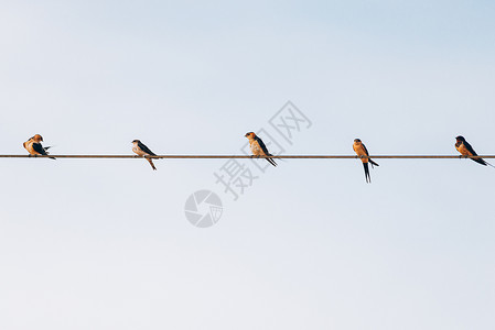 天空迁徙的羽毛小黑鸟村羊群在夏日吞下坐绳子上对着蓝天图片