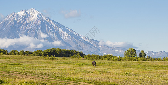 塞拉马特一种堪察加草原在Kamchatka与一匹马同在火山和草地背景