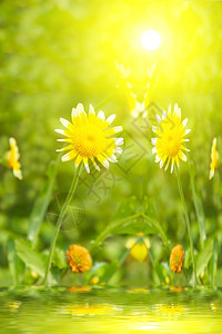 夏天药物日出田中美丽的黄花图片