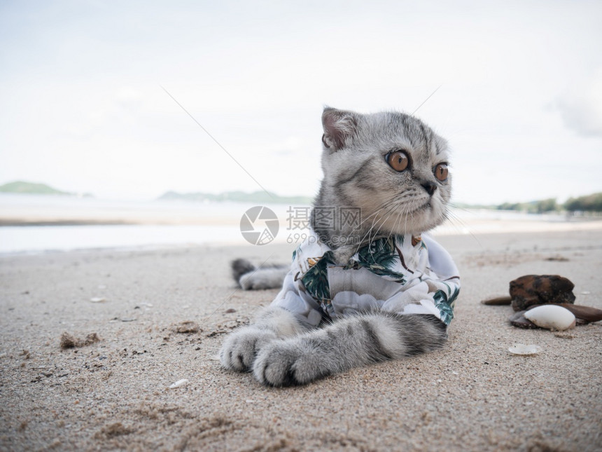 海滩边的猫咪图片