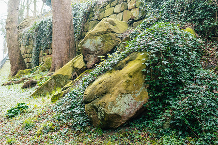 石头上的绿苔红色墙春天图片