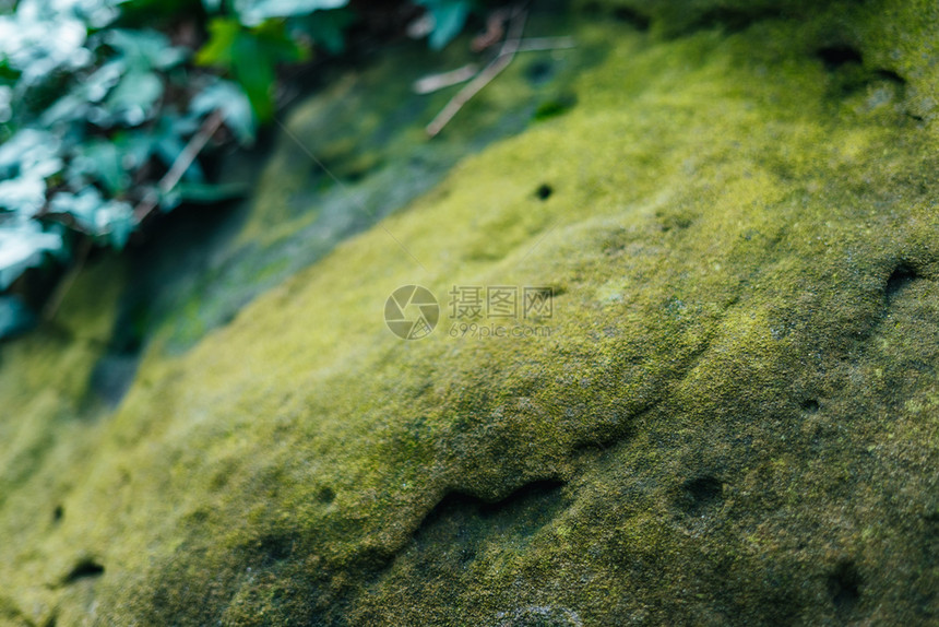 石头上的绿苔灰色夏天植物图片