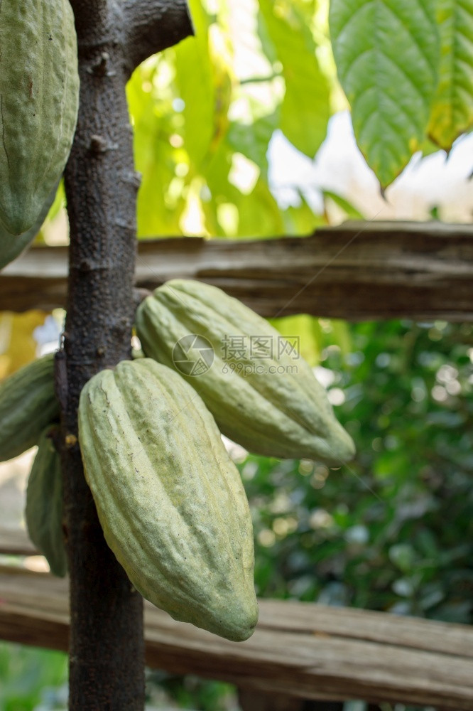 CacaoTreeTheobromacacao自然界中的有机可果荚花园美味的有机图片