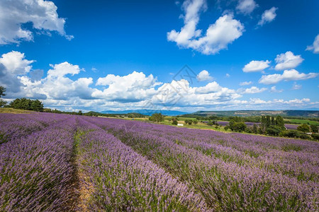 法语国普罗旺斯的紫花草地蓝色天和云彩丰富植物背景图片