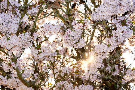 户外盛开的樱桃树上日落绞刑花朵图片