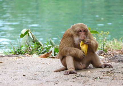 可爱的手坐在地上吃香蕉的泰国野生红脸猴子热带图片