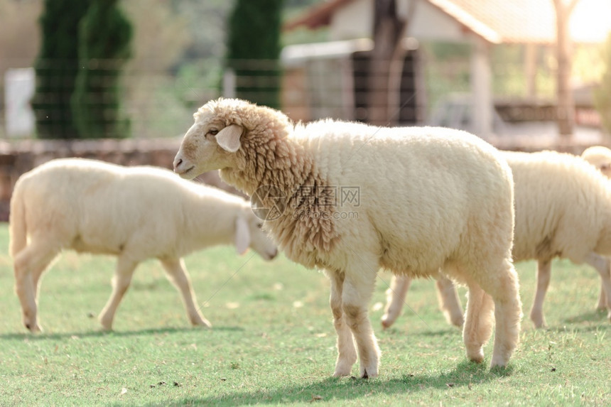 配种农场上的白羊正在寻找食物被绿草地吃掉宠物季节图片