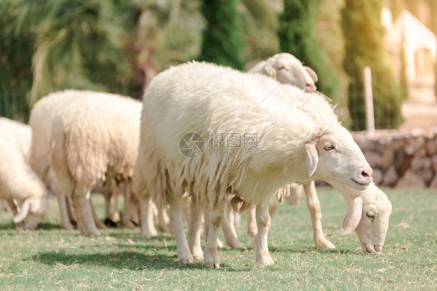 羊皮农场上的白正在寻找食物被绿草地吃掉温暖的自然图片