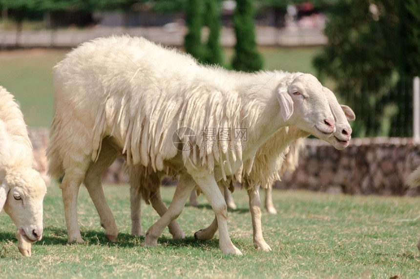 快乐的一种热农场上白羊正在寻找食物被绿草地吃掉图片
