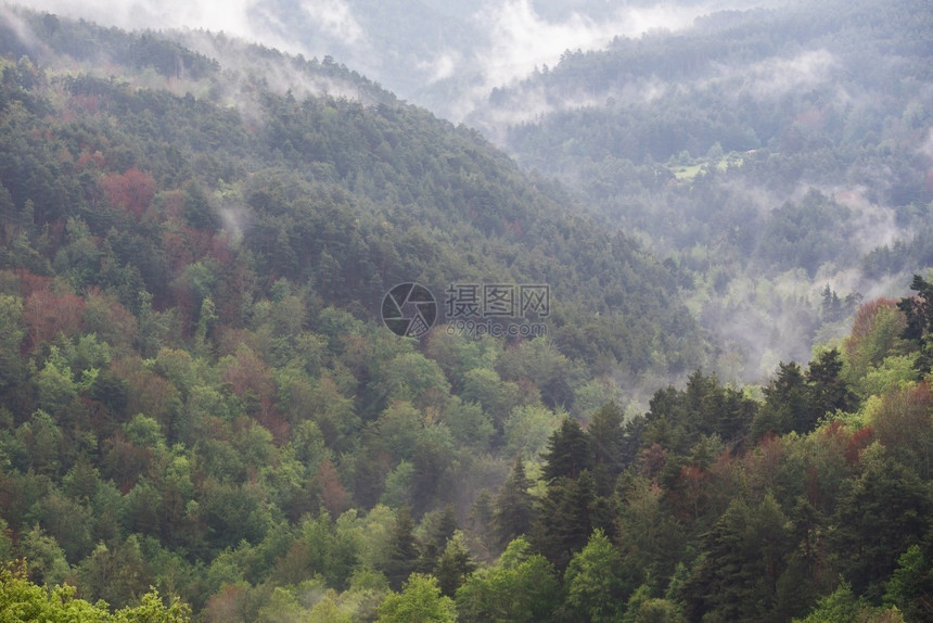 西班牙拉里奥哈的秋叶烟雾林美丽风景叶子图片