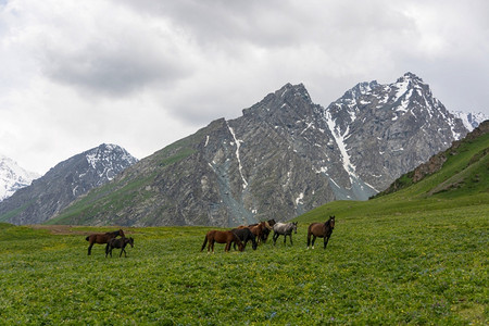 天空树木山景谷中的绿草和马山全景吉尔斯坦阿拉图山脉天阿拉米丁吉尔斯坦山景全鹿图片