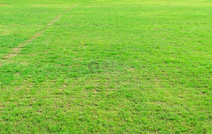 新鲜用于高尔夫或足球场背景的绿色草坪设计要素为高尔夫或足球场背景设计绿草坪阳光春天图片