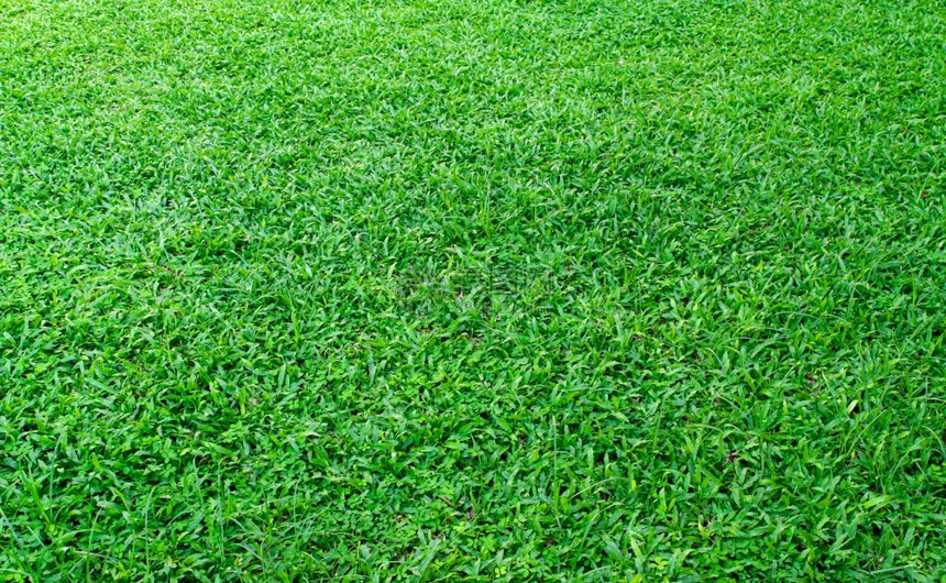 夏天用于高尔夫或足球场背景的绿色草坪设计要素为高尔夫或足球场背景设计绿草坪春天花园图片