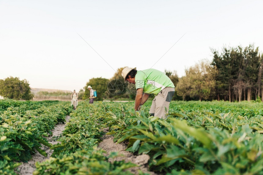 夏天男人种植者在收获季节工作并新鲜黑茄子或黄豆的人黑色图片