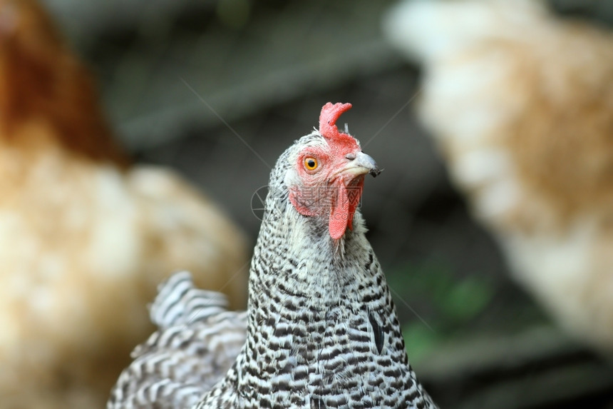 农场院子里的灰色和黑母鸡肖像美丽的斑点场景图片
