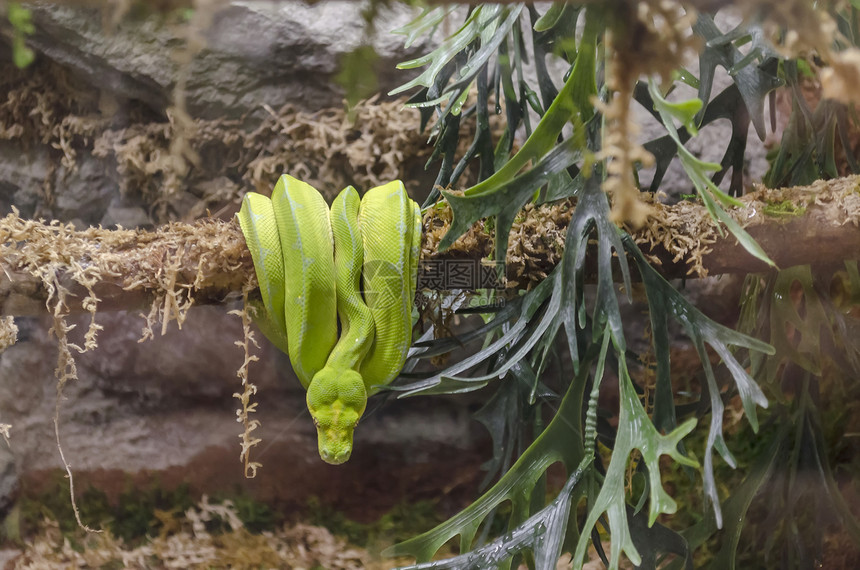 在保加利亚索非的一棵树上缠绕着绿蛇或Atheris氯乙基人绿色爬虫蹩脚的图片