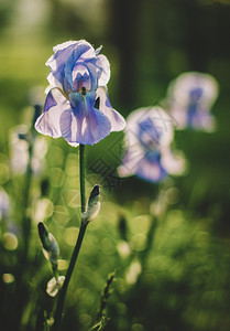 蓝虹花在绿园背景的色幕后叶子蜜糖植物群图片