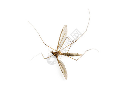 非洲死的自然白背景孤立的死蚊子图片