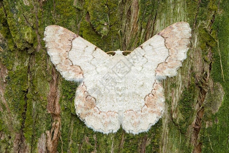 飞松树背景的白蛾热带物种亚洲花园单身的图片