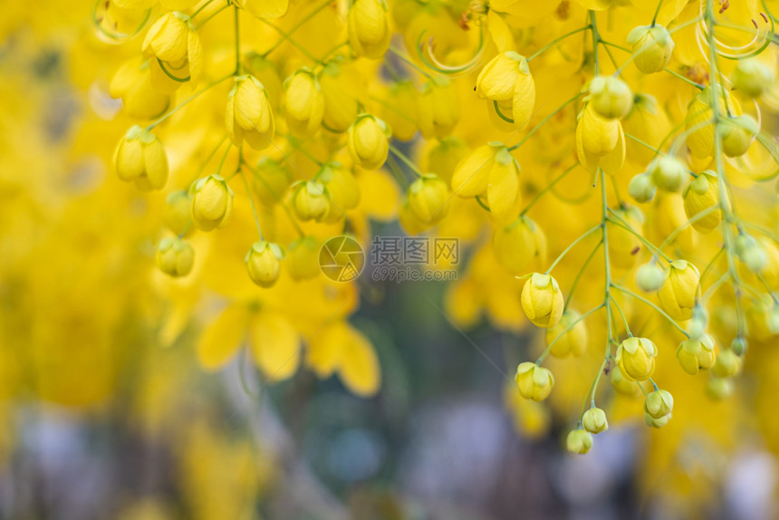 金雨Cassia瘘管病泰树民族质地花束漂亮的图片