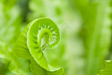 植物叶子绿色背景的近身毛发充满活力图片