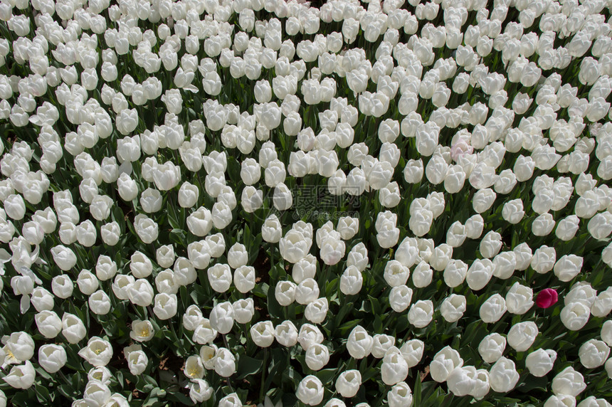 郁金香花团锦簇图片