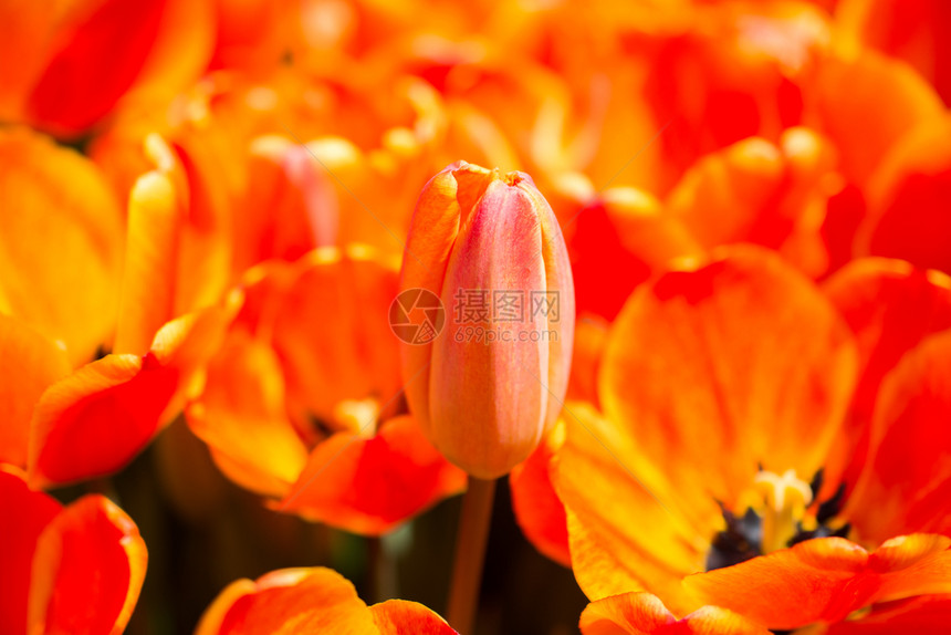 郁金香花团锦簇图片