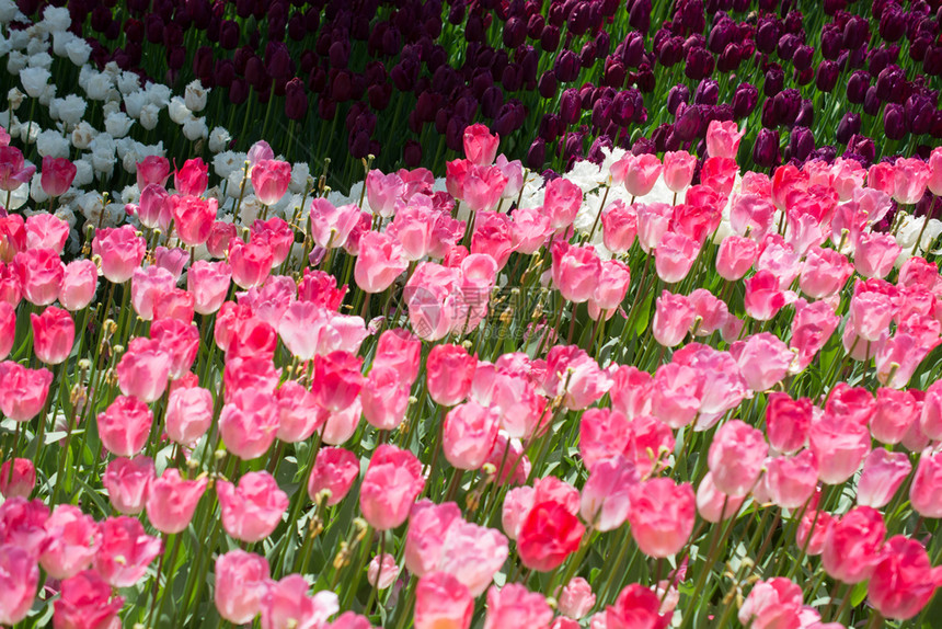 郁金香花团锦簇图片