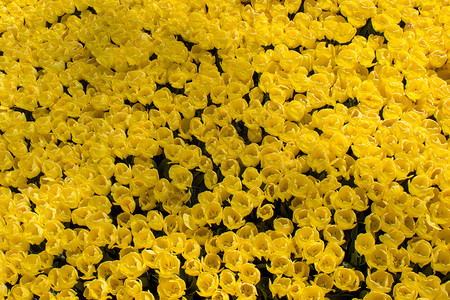 郁金香花团锦簇图片