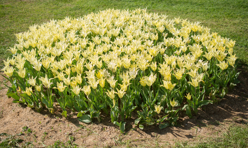 郁金香花团锦簇图片