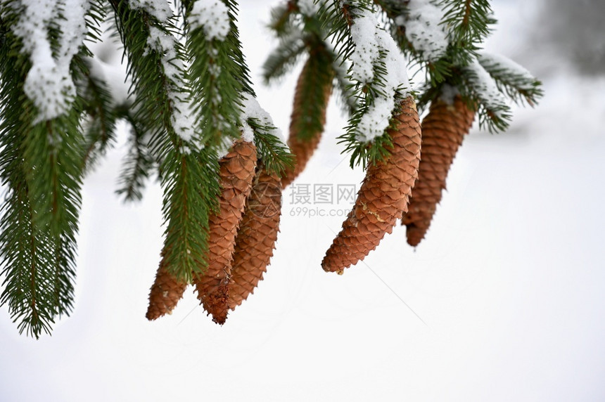 冰冬天雪花在一棵树上绿色白雪皑图片