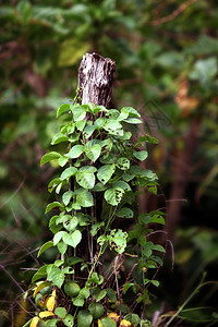 新鲜的植物群以自然绿色背景种植的木材上堆灌旧树和小老的图片