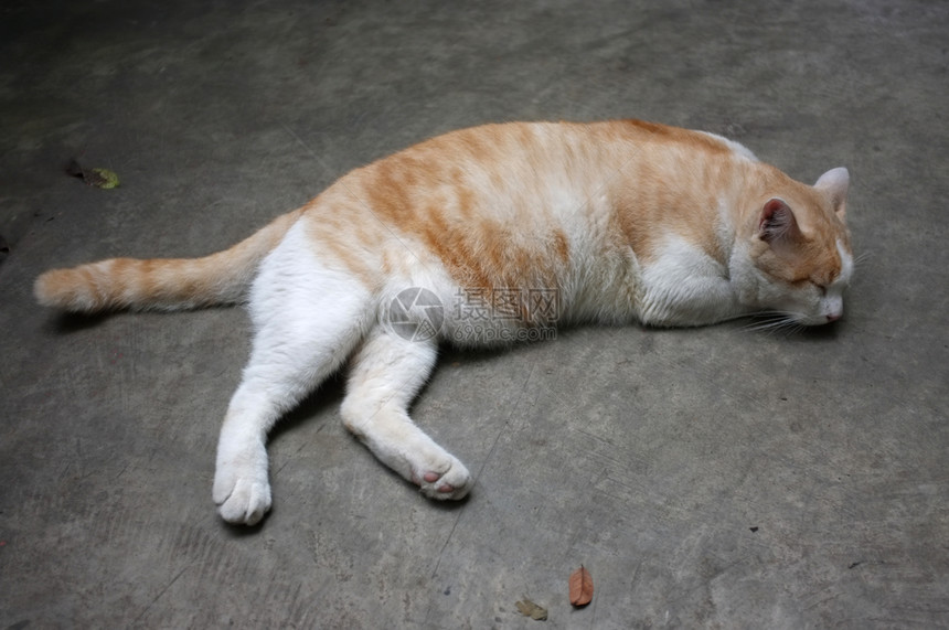 休息秋天可爱的黄泰猫放松垫图片