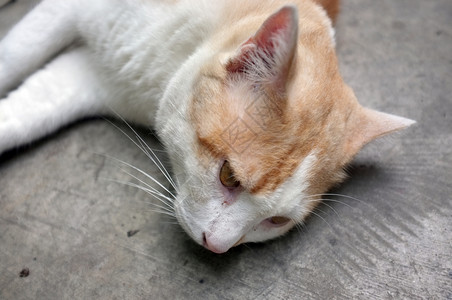 宠物柔软的可爱黄泰猫放松自然图片