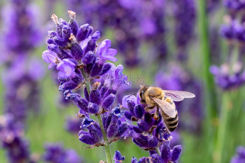 蜜蜂为薰衣草花授粉图片