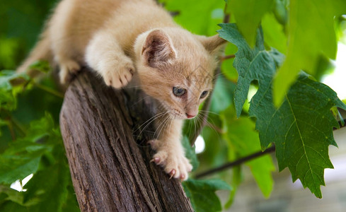 爬树的猫咪图片