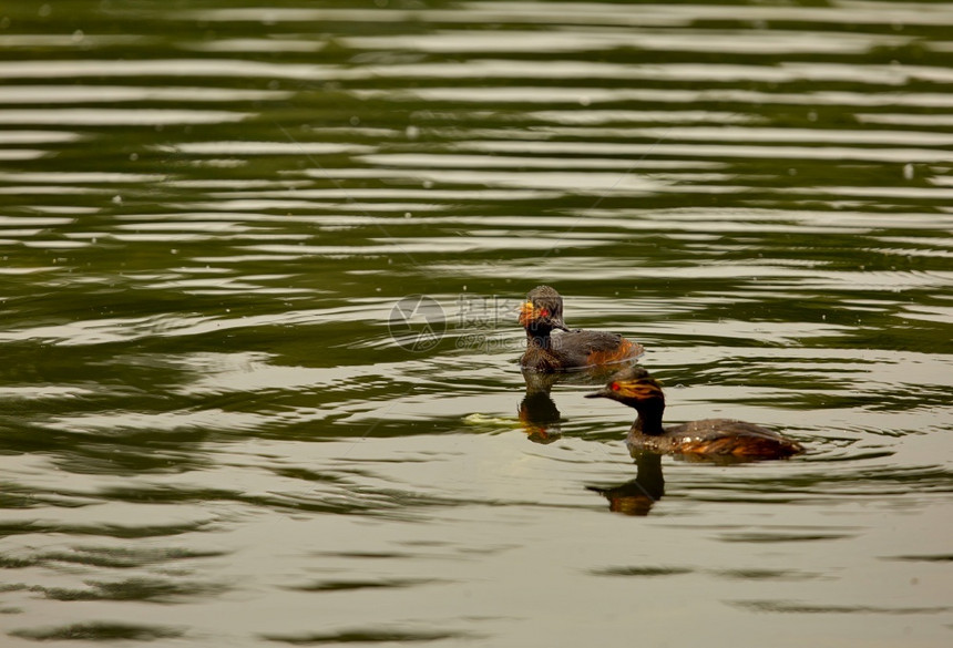 黑脖子的Grebe或耳朵的GrebeNidicepsPodicepsnigricollis在池塘中游泳6月波兰人在池塘中游泳羽毛图片