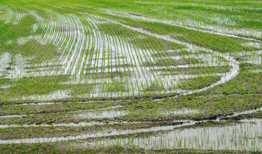 种植园栽培阿比特格拉索意大利伦巴第区被淹的稻田意大利伦巴第区被淹的稻田图片