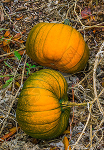 栽培的季节落下两大橙色在有机花园里种上绿圣南瓜种植在有机园子里图片