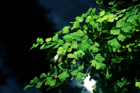 铁线蕨或热带绿色自然树叶背景绿色自然树叶背景环境阴影枝条图片