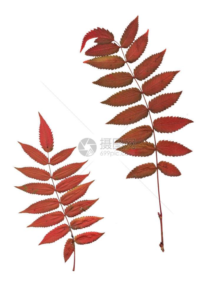 秋季植物叶子图片