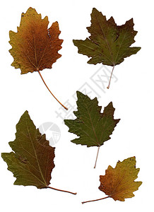 秋季植物背景图片
