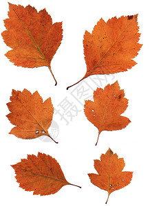 干燥黄色的木头白背景上孤立的一组秋叶种植物白色背景上孤立的一组秋叶图片