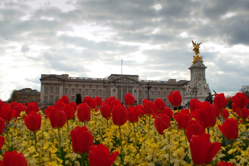 白金汉宫英国伦敦皇后角花园朵开展地标水平的生长图片