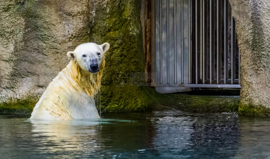 北极熊在水中洗澡来自北极圈的脆弱动物一种住宅乌苏斯图片