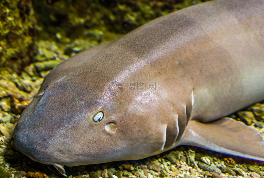 宠物棕色带条竹鲨的面部在近处热带鱼类来自非多地海洋水物种图片
